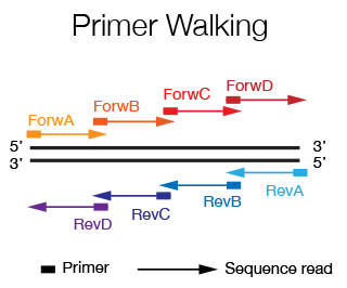 primer walking dna sequencing sequence