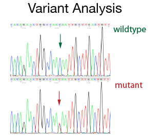 variant-analysis.jpg