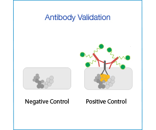 antibody validation.jpg