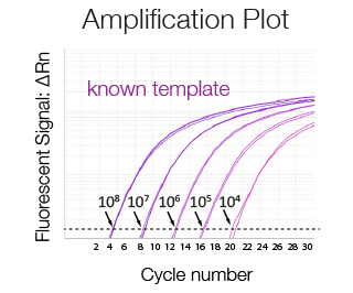 Amplification-Plot