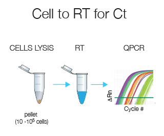 Cell-to-RT for Ct