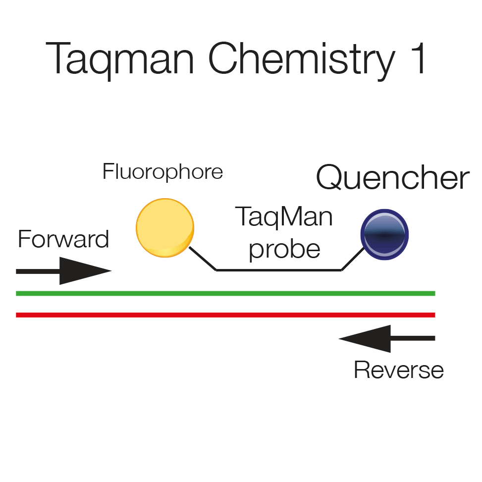 Real Time Pcr Taqman