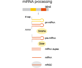 miRNA-processing