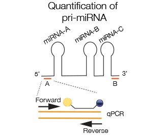pri-miRNA-quant